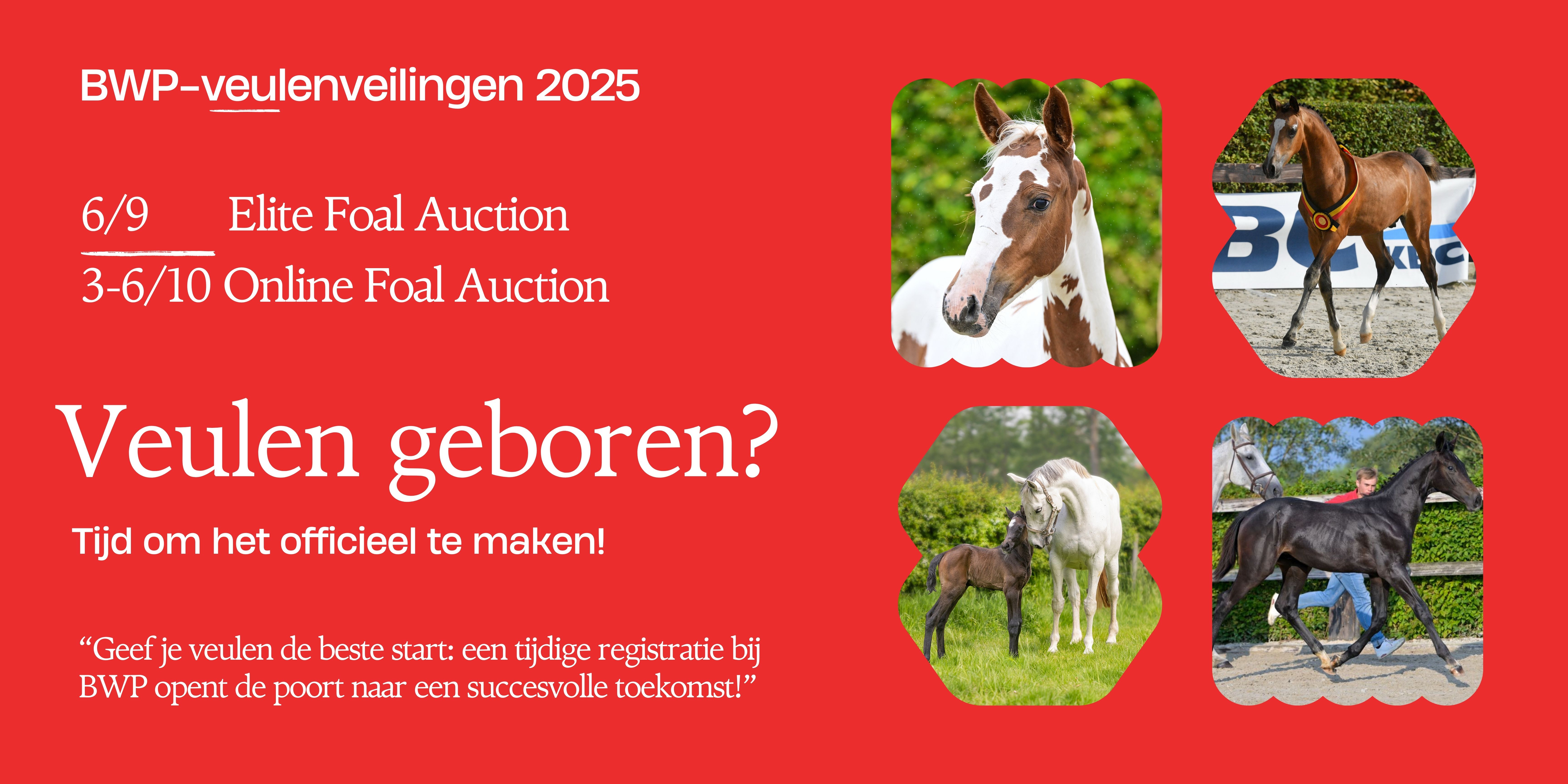 auctions en veulenregistratie