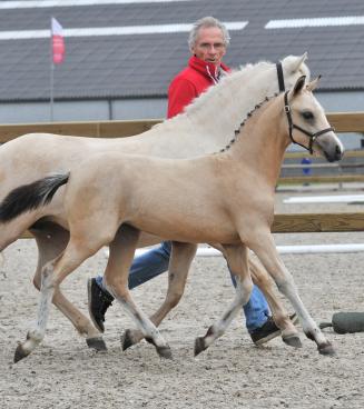 Championnat national des poulains BRp