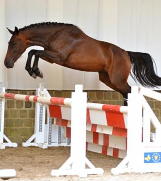 Oefenavond  vrijspringen alle paarden,  BWP Moerbeke-Waas  