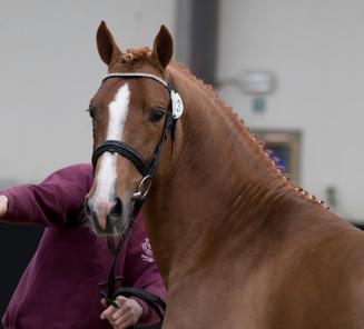 Laatste week inschrijven BRp Hengstenkeuring