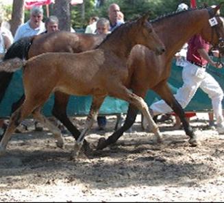 Antwerps Veulenkampioenschap: wij monsteren uw paard!