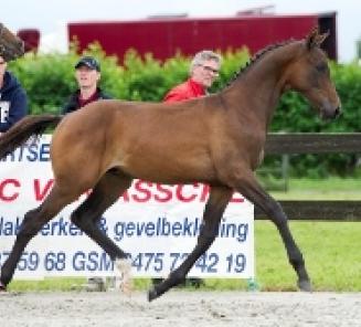 Voorsmaakje EquiTime mei: jureren van veulens