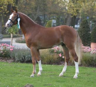 Rob Roy Van het Klavertje reserve Sieger en beste springpony in Rheinland