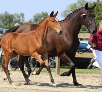 Jouw veulen op de cover van EquiTime Jouw veulen op de cover van EquiTime