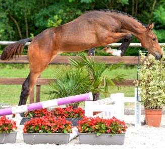 Aanmelden voor de selectie van Belgian Foal Auction Aanmelden voor de selectie van Belgian Foal Auction