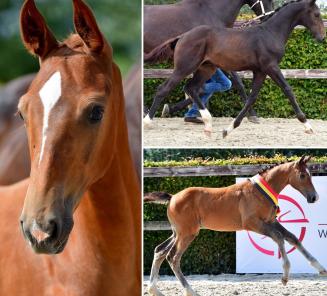 Online Foal Auction 2021