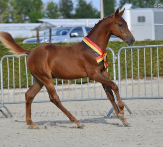 Doritos “Ter Elzen” 