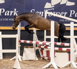 BRp Hengstenkeuring Apple Juice