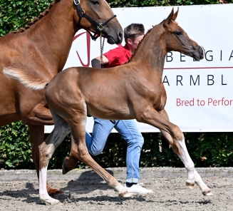 BWP Elite Foal Auction