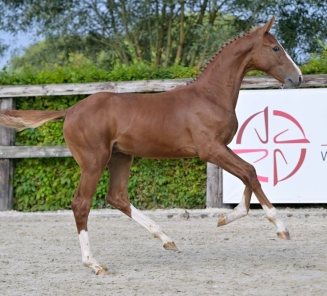 Bartolito van Kattebeek online foal auction