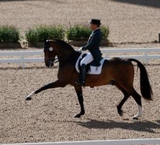 Dressage: Diavolo II de Laubry remporte de vifs succès en Espagne