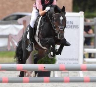 Inschrijvingen Bestgaande Rijpony Antwerpen & Limburg open