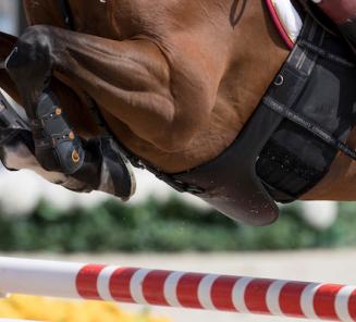 In de kijker: GP-winnaar Vejer de la Frontera: QH Baloudarc LF, alias Designo van t Hobos