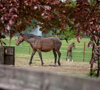 Send a picture of your foal for our Facebook page!