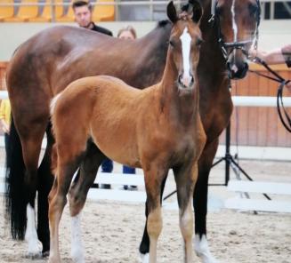 Ruiters geloven in BWP-dressuurpaarden