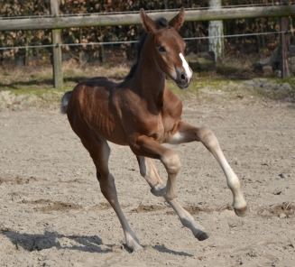 BWP Online Foal Auction: laatste uren