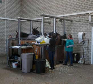 Wat met insemineren in tijden van corona?