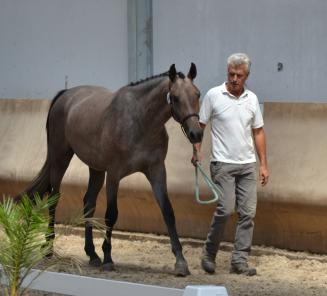 Annulé! Concours d'élevage et saut en liberté BWP Wallonie: Annulé!