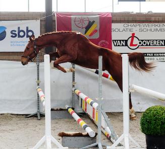  Showdag Jonge Belgische Springpaarden